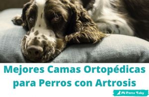 cama para perro con artrosis