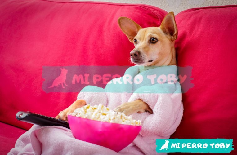 Perro de raza mediana sentado en un sofá rojo con pop corn en un recipiente bajo una pata y el control remoto del televisor debajo de la otra pata.