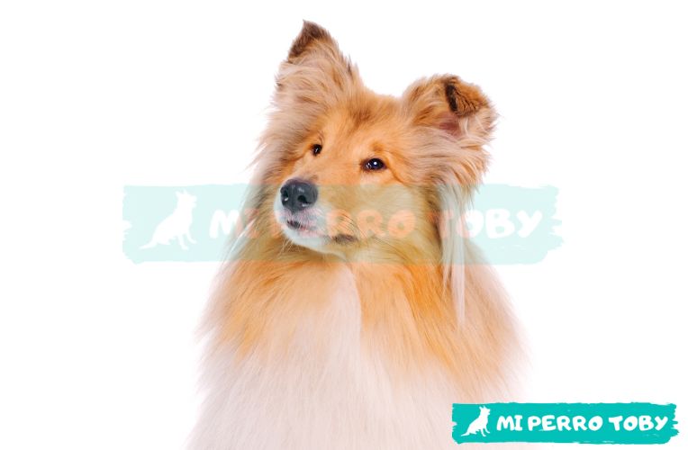 Perro de raza grande y pelaje largo.