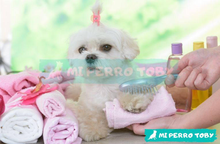 Perrita de raza pequeña en medio de toallas y está siendo cepillada por su dueña.