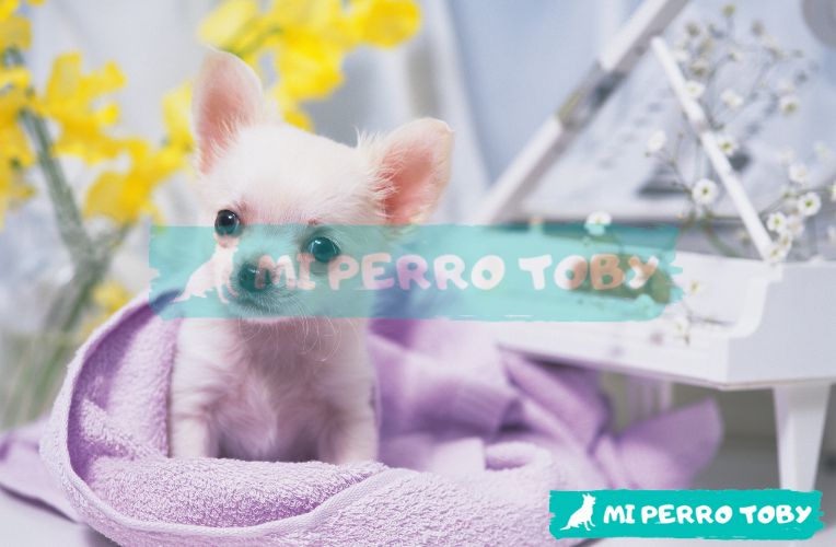 Perrita bebé sobre una toalla abrigadora.