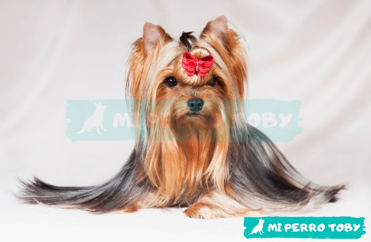 Perrita de raza pequeña y pelaje muy largo, con moo rojo en la cabeza, en el post de significado de los nombres para perritas hembras.