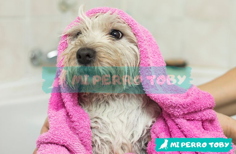 Perrita pequeña de pelaje blanco con toalla rosada sobre su cuerpo.