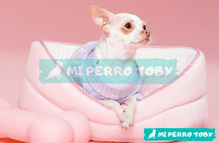Perrita de raza pequeña y blanca sobre su cama.