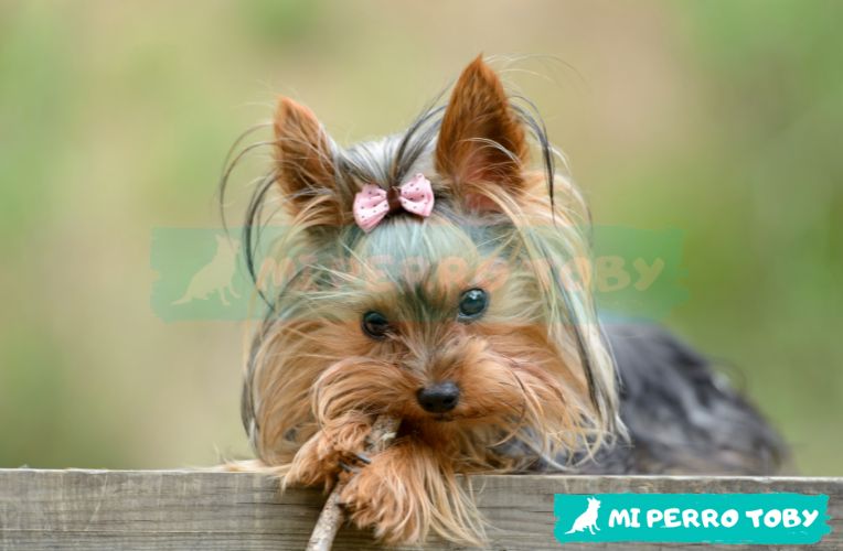 Perrita hembra de raza pequeña y pelaje largo con un  moñito rosado en la cabeza en post de Conoce el significado de los nombres para perritas hembras