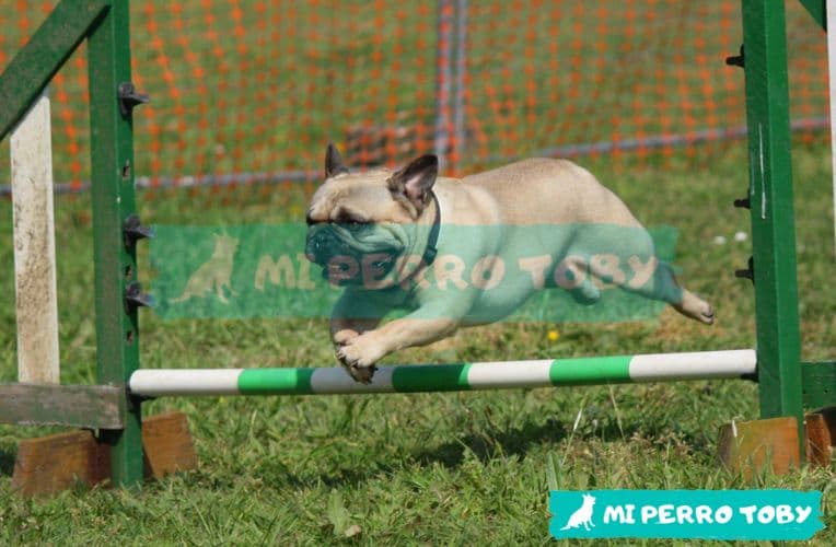Perro saltando una valla en su adiestramiento.