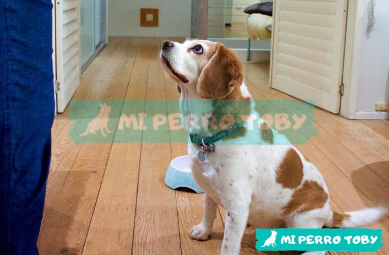 Un perro pequeño sentado y mirando directamente a su dueño.