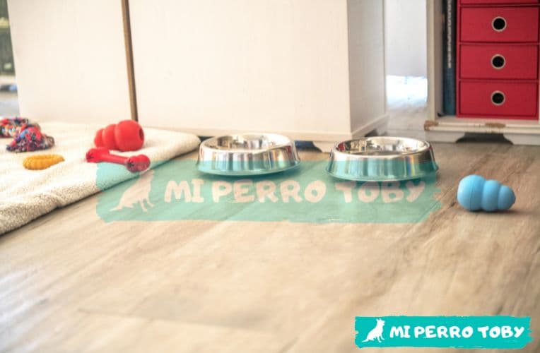 Cómodo ambiente para perros. Hay dos comederos, una alfombra y juguetes para perros.