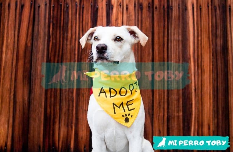 Perro blanco con una pañoleta que dice adoptame.