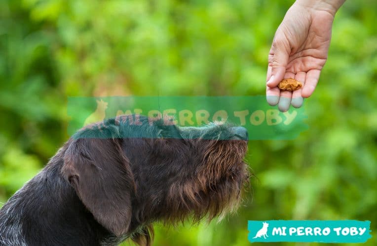 Perro recibieno su golosina de premio en el post de 4 pasos para enseñar al perro a caminar junto al dueño.